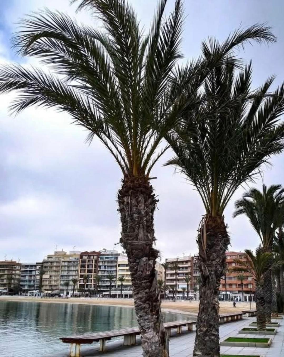 Calle De Palangre 17 Torrevieja